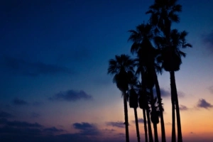palms night sky 4k 1540576059 300x200 - palms, night, sky 4k - Sky, palms, Night
