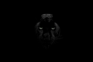 panther predator big cat wildlife look 4k 1540576174 300x200 - panther, predator, big cat, wildlife, look 4k - Predator, Panther, big cat