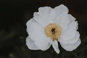 peony flower white close up motion blur 4k 1540064510 300x200 - peony, flower, white, close-up, motion blur 4k - white, peony, flower