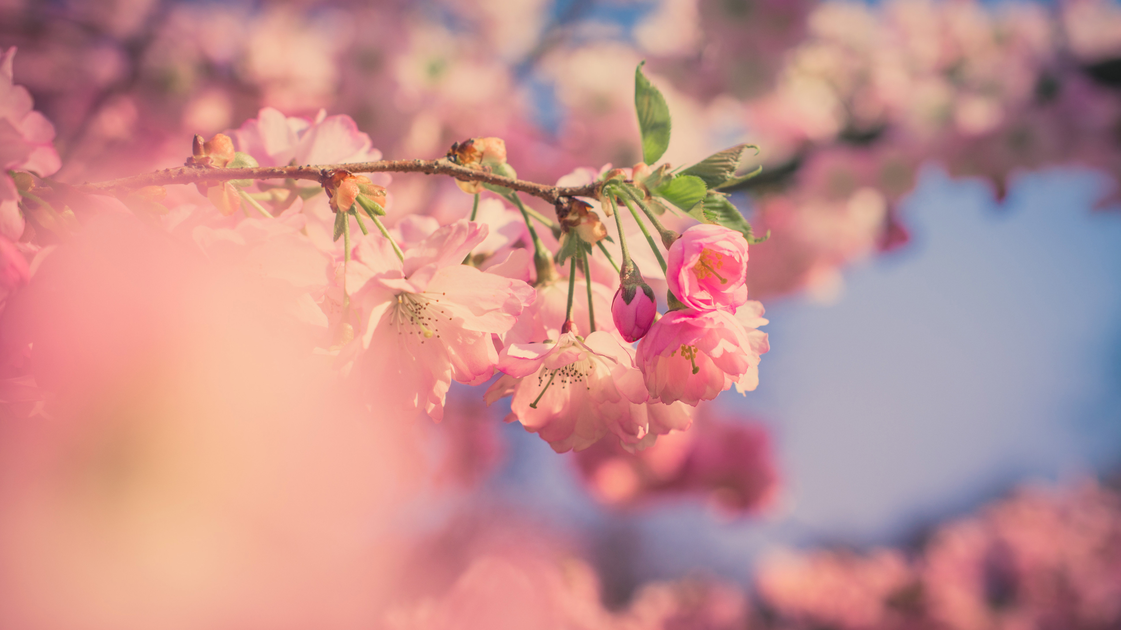 Pink Flowers 5k Wallpaper 4K