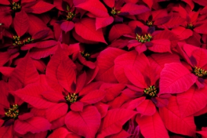 poinsettia flowers red leaves plant 4k 1540064512 300x200 - poinsettia, flowers, red, leaves, plant 4k - red, Poinsettia, Flowers