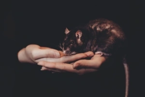 rat hands pet 4k 1540575741 300x200 - rat, hands, pet 4k - rat, pet, Hands