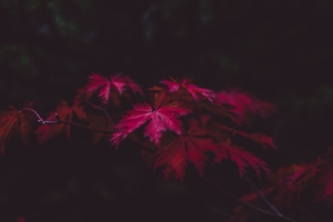 red leaves 4k 1540131926 300x200 - Red Leaves 4k - photography wallpapers, nature wallpapers, leaves wallpapers, 4k-wallpapers