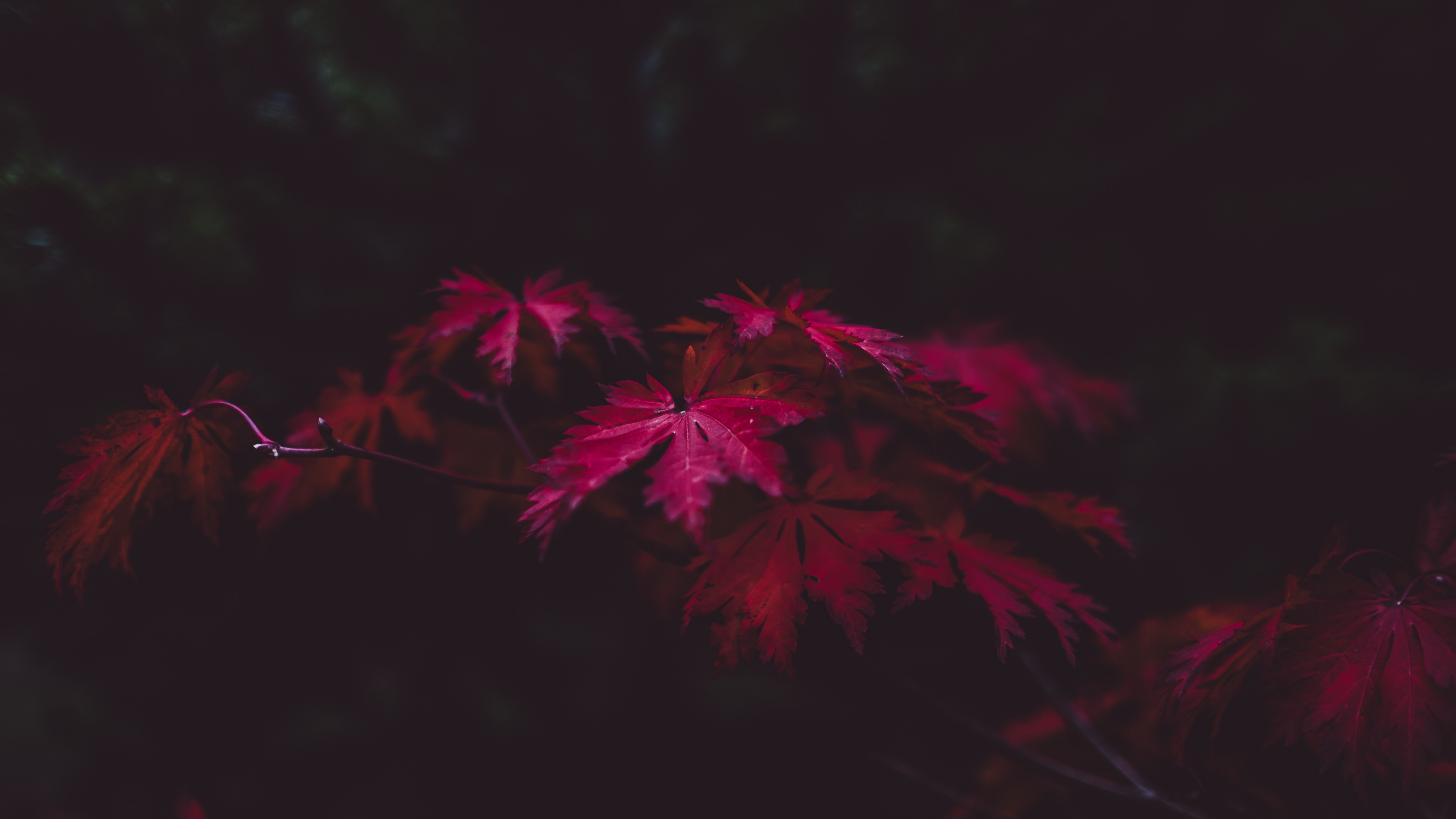 red leaves 4k 1540131926 - Red Leaves 4k - photography wallpapers, nature wallpapers, leaves wallpapers, 4k-wallpapers