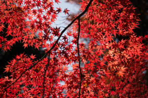 red leaves tree close up 4k 1540135287 300x200 - Red Leaves Tree Close Up 4k - trees wallpapers, tree wallpapers, red wallpapers, nature wallpapers, leaves wallpapers, hd-wallpapers, 5k wallpapers, 4k-wallpapers