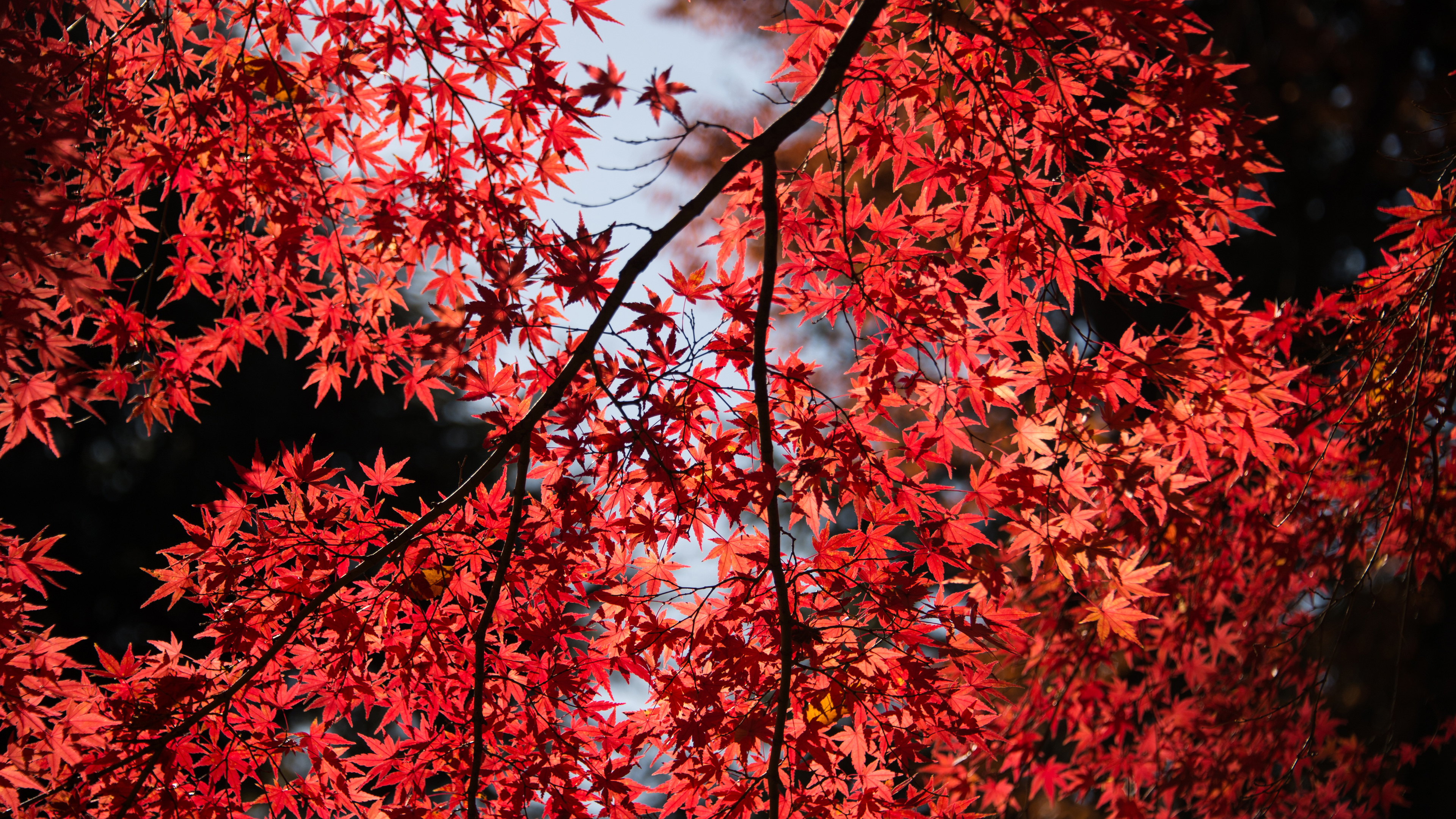 Red Leaves Tree Close Up 4k trees wallpapers, tree wallpapers, red ...