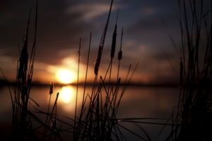 reeds sunset swamp 4k 1540574813 300x200 - reeds, sunset, swamp 4k - swamp, sunset, reeds