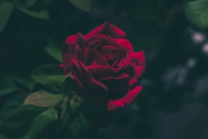rose bud dark 4k 1540574923 300x200 - rose, bud, dark 4k - Rose, Dark, bud