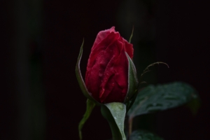 rose bud dark background 4k 1540574352 300x200 - rose, bud, dark background 4k - Rose, dark background, bud