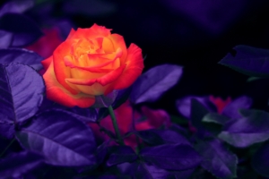 rose bud orange purple 4k 1540064908 300x200 - rose, bud, orange, purple 4k - Rose, orange, bud