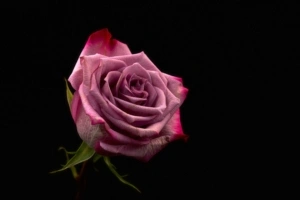 rose bud pink dark background 4k 1540576119 300x200 - rose, bud, pink, dark background 4k - Rose, Pink, bud