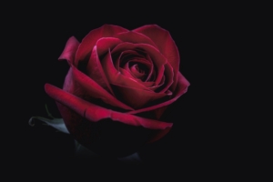 rose bud red dark close up 4k 1540576168 300x200 - rose, bud, red, dark, close-up 4k - Rose, red, bud