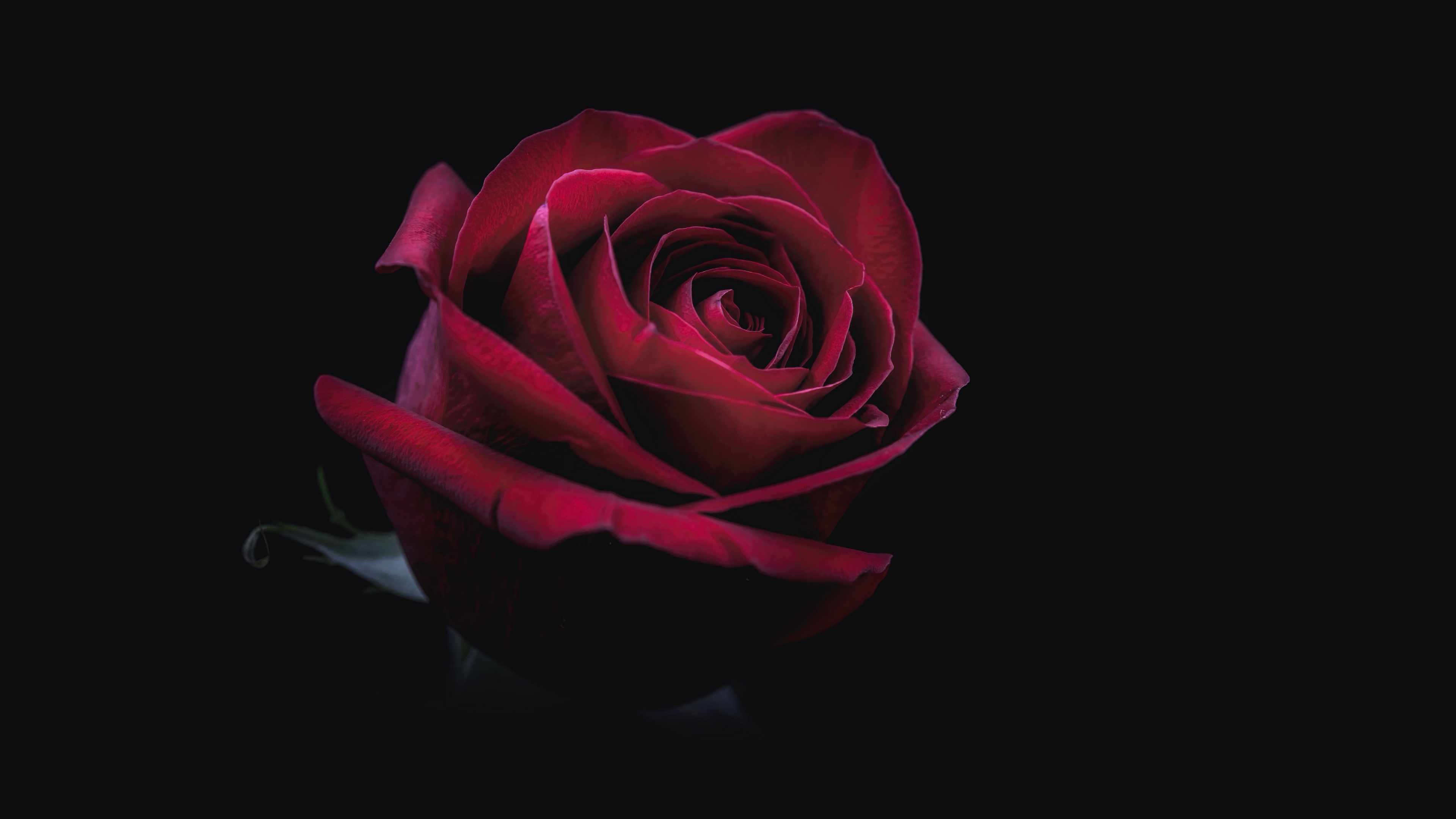 rose bud red dark close up 4k 1540576168 - rose, bud, red, dark, close-up 4k - Rose, red, bud