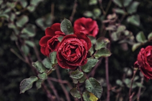 rose drops bud bush blur 4k 1540065246 300x200 - rose, drops, bud, bush, blur 4k - Rose, Drops, bud