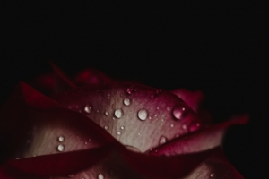 rose drops petals dark background 4k 1540574817 300x200 - rose, drops, petals, dark background 4k - Rose, Petals, Drops