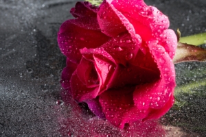rose drops pink flower close up 4k 1540065030 300x200 - rose, drops, pink, flower, close-up 4k - Rose, Pink, Drops