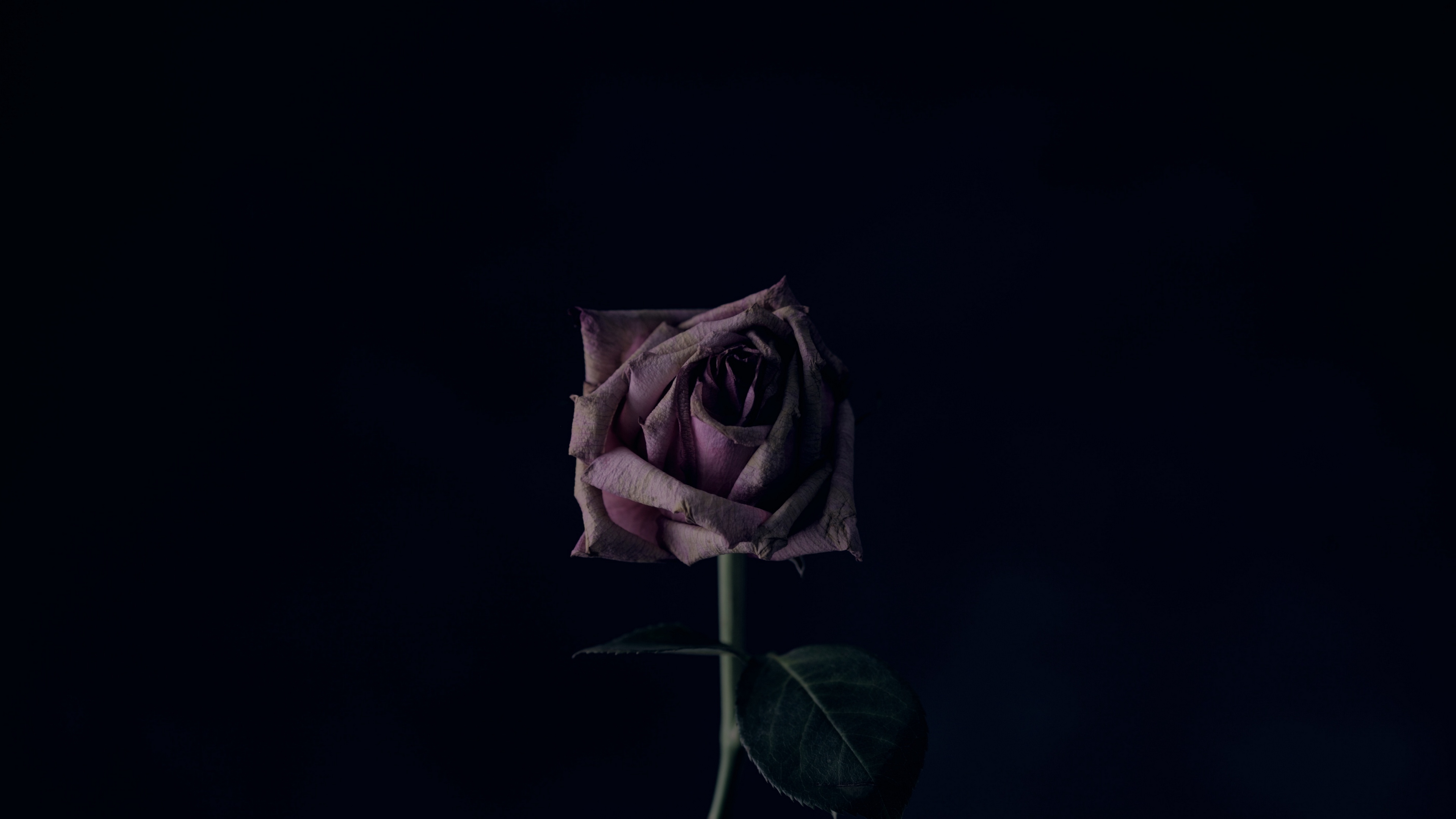rose flower black background bud 4k 1540574675 - rose, flower, black background, bud 4k - Rose, flower, black background