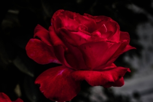 rose red bud bloom garden 4k 1540064906 300x200 - rose, red, bud, bloom, garden 4k - Rose, red, bud