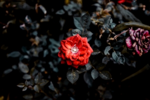 rose red bud bush garden 4k 1540064901 300x200 - rose, red, bud, bush, garden 4k - Rose, red, bud