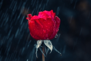rose red bud drops rain moisture 4k 1540065145 300x200 - rose, red, bud, drops, rain, moisture 4k - Rose, red, bud
