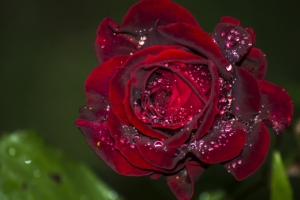 rose red drops macro 4k 1540064773 300x200 - rose, red, drops, macro 4k - Rose, red, Drops