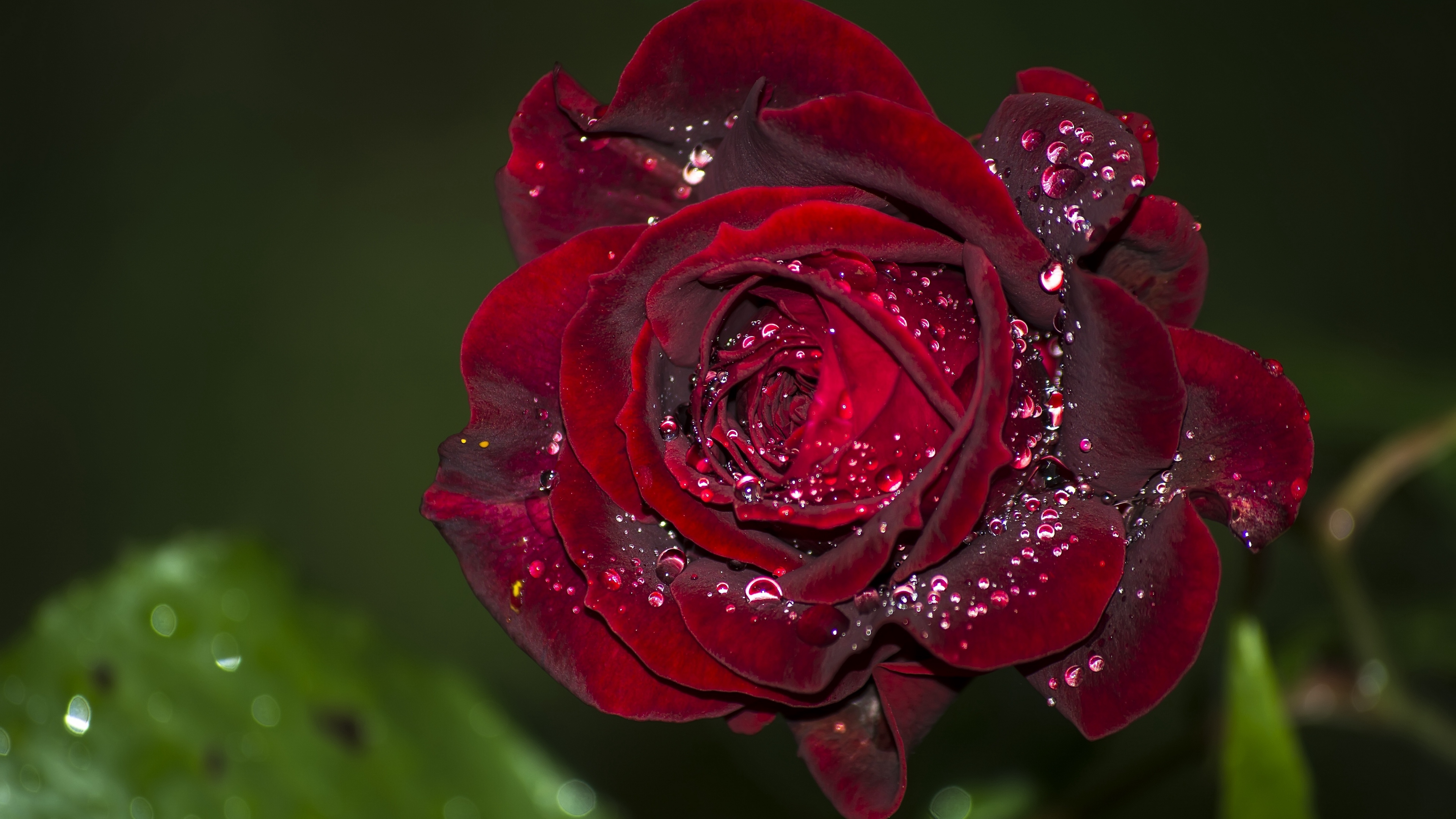 rose red drops macro 4k 1540064773 - rose, red, drops, macro 4k - Rose, red, Drops