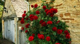 rose red loose wall 4k 1540064966 272x150 - rose, red, loose, wall 4k - Rose, red, loose
