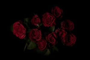 roses bouquet red dark background 4k 1540574959 300x200 - roses, bouquet, red, dark background 4k - Roses, red, Bouquet