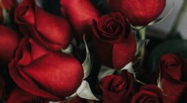 roses bouquet red petals 4k 1540064951 272x150 - roses, bouquet, red, petals 4k - Roses, red, Bouquet