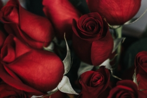 roses bouquet red petals 4k 1540064951 300x200 - roses, bouquet, red, petals 4k - Roses, red, Bouquet