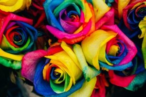 roses colorful rainbow 4k 1540064948 300x200 - roses, colorful, rainbow 4k - Roses, rainbow, Colorful