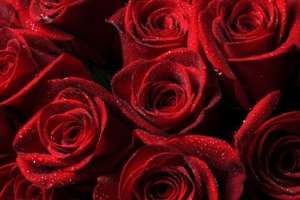 roses red drops petals 4k 1540065257 300x200 - roses, red, drops, petals 4k - Roses, red, Drops