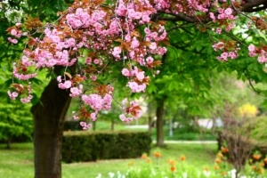 sakura bloom spring garden sharpness 4k 1540065057 300x200 - sakura, bloom, spring, garden, sharpness 4k - Spring, Sakura, Bloom
