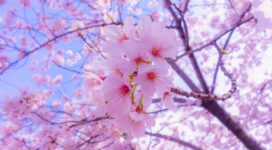 sakura flowers bloom spring pink 4k 1540065161 272x150 - sakura, flowers, bloom, spring, pink 4k - Sakura, Flowers, Bloom