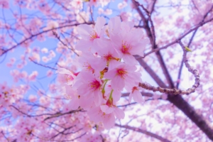 sakura flowers bloom spring pink 4k 1540065161 300x200 - sakura, flowers, bloom, spring, pink 4k - Sakura, Flowers, Bloom