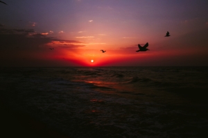 sea sunset birds 4k 1540575324 300x200 - sea, sunset, birds 4k - sunset, Sea, Birds