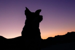 silhouette dog night sky 4k 1540575593 300x200 - silhouette, dog, night, sky 4k - Silhouette, Night, Dog