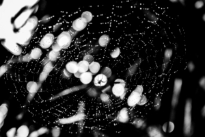 spider spider web drops bw glare 4k 1540574597 300x200 - spider, spider web, drops, bw, glare 4k - spider web, Spider, Drops