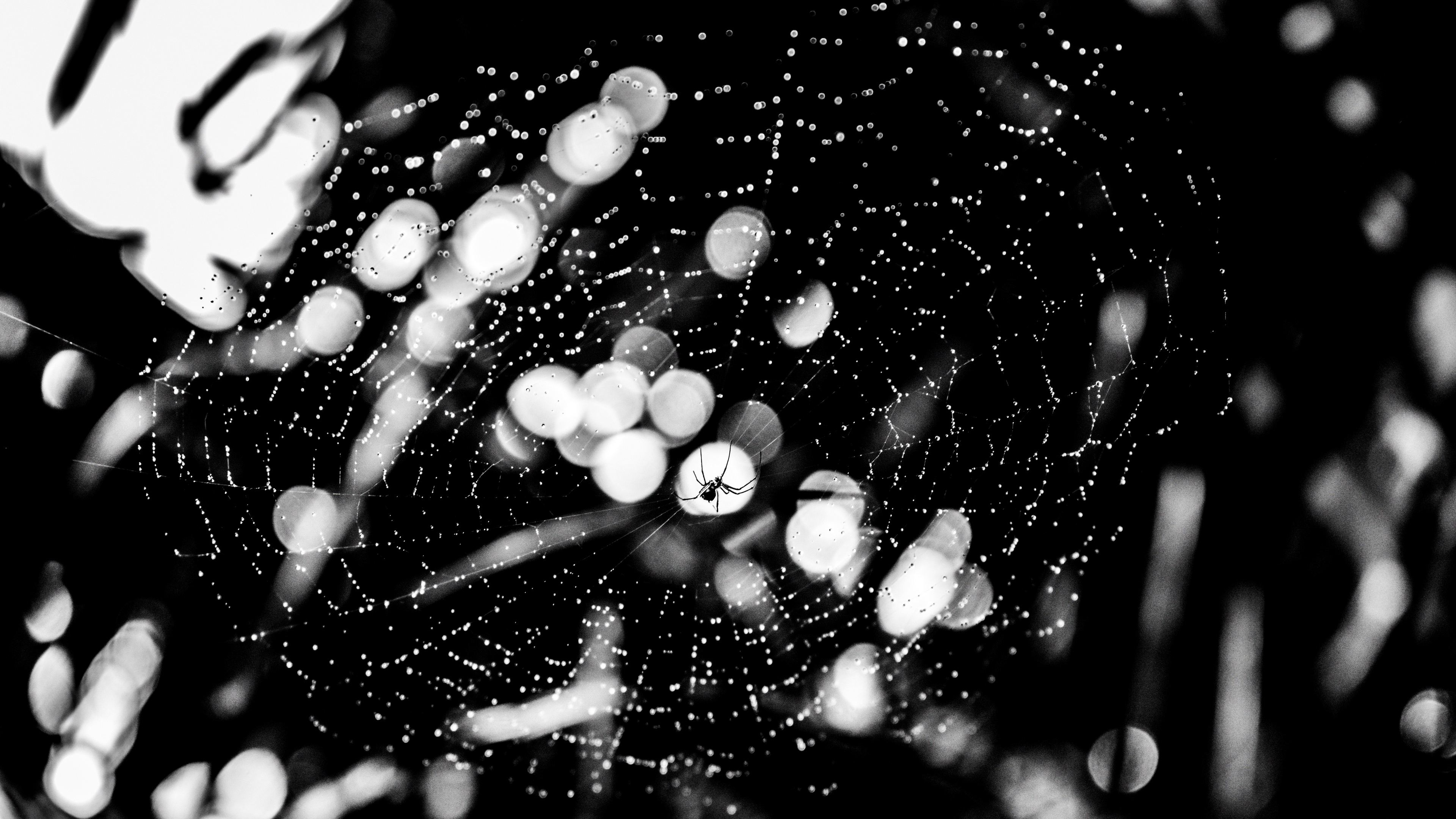 spider spider web drops bw glare 4k 1540574597 - spider, spider web, drops, bw, glare 4k - spider web, Spider, Drops