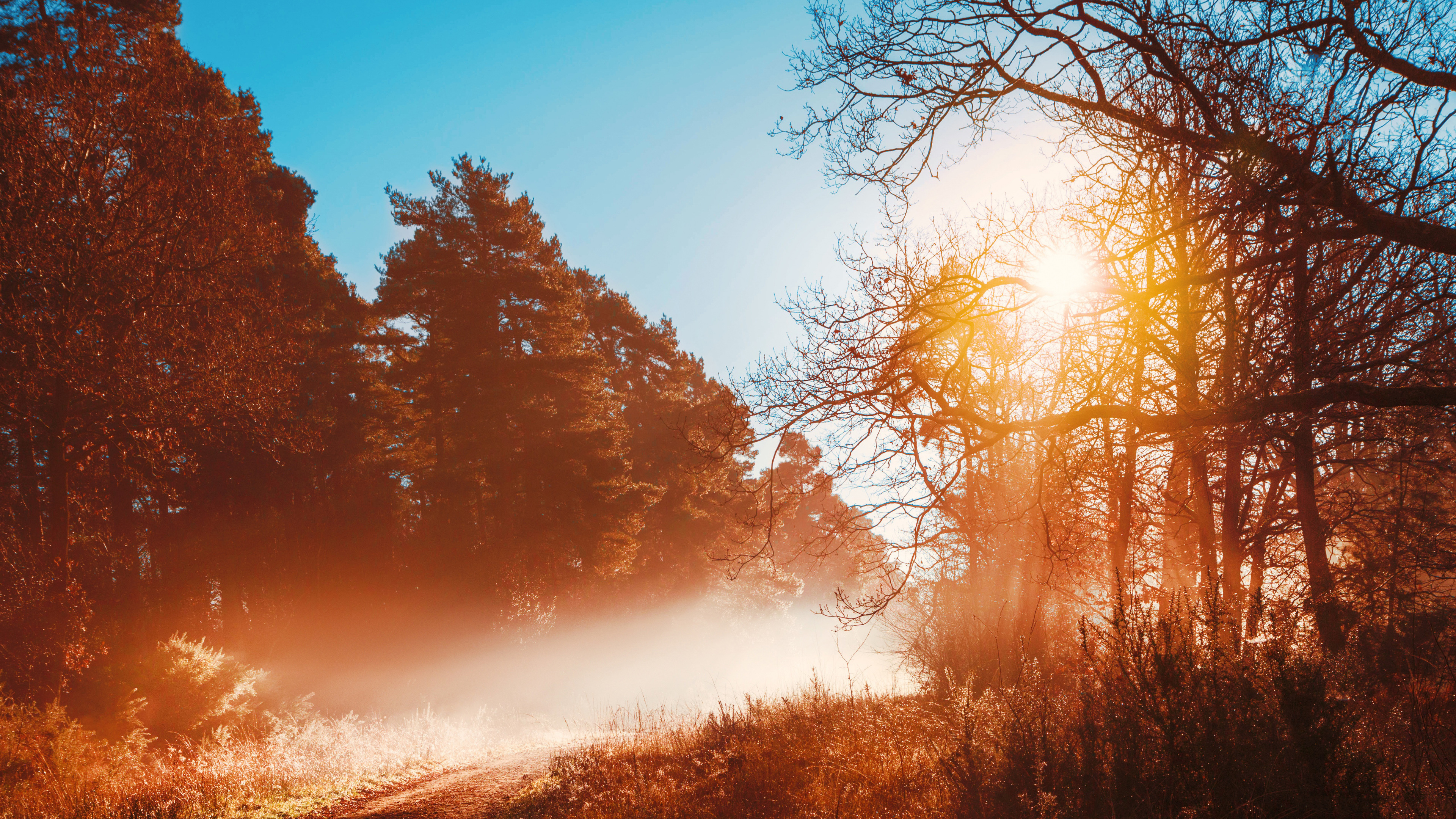 Sunbeams Opening Forest Day Autumn Season 4k Sunbeam Wallpapers Nature