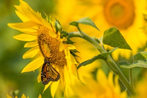 sunflower butterfly yellow summer 4k 1540064899 300x200 - sunflower, butterfly, yellow, summer 4k - yellow, Sunflower, Butterfly