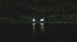 swans bird pond grass 4k 1540574935 272x150 - swans, bird, pond, grass 4k - Swans, pond, Bird