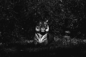 tiger predator lying bw 4k 1540575215 300x200 - tiger, predator, lying, bw 4k - Tiger, Predator, Lying