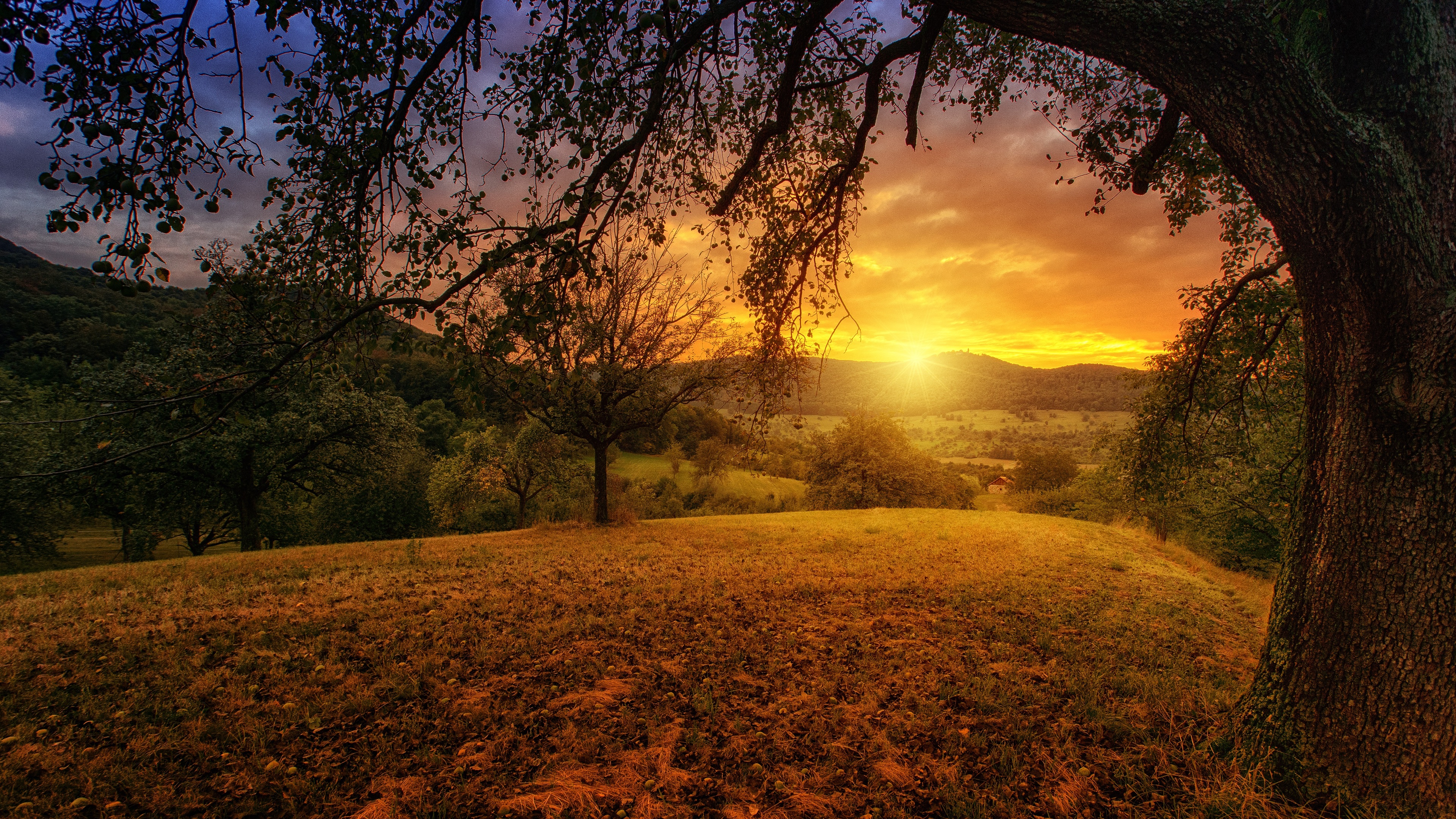 Tree Sun Aesthetic Dawn Landscape Panorama 4k tree wallpapers, nature wallpapers, landscape ...