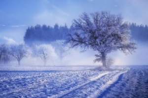 trees covered with snow fog landscape winter 4k 1540135271 300x200 - Trees Covered With Snow Fog Landscape Winter 4k - winter wallpapers, trees wallpapers, snow wallpapers, landscape wallpapers, hd-wallpapers, fog wallpapers, 4k-wallpapers