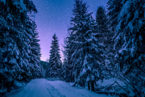 trees covered with snow freezing forest winter 4k 1540135667 300x200 - Trees Covered With Snow Freezing Forest Winter 4k - winter wallpapers, trees wallpapers, snow wallpapers, nature wallpapers, hd-wallpapers, forest wallpapers, 5k wallpapers, 4k-wallpapers