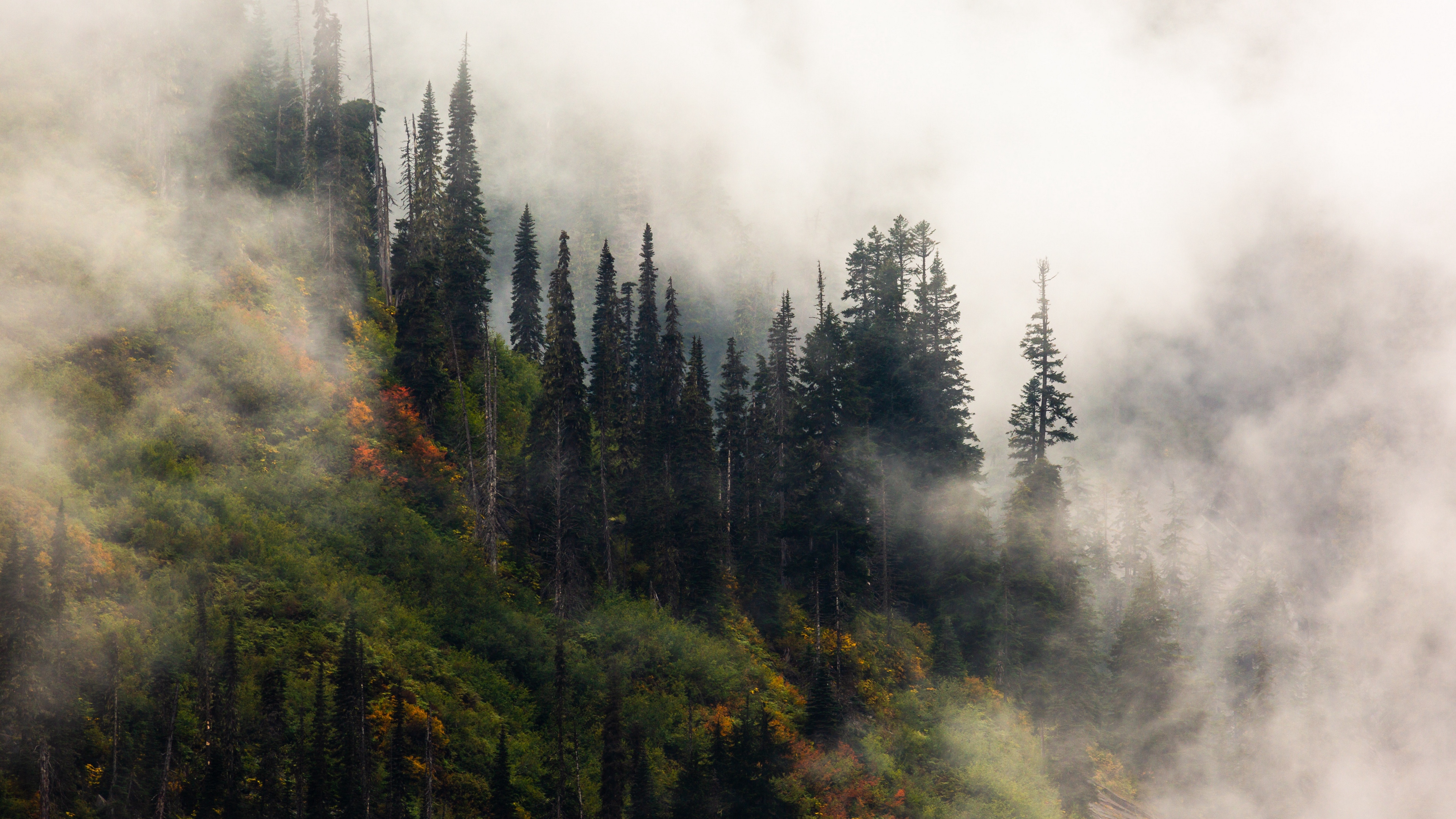 Foggy Forest HQ Backgrounds fog forest HD wallpaper  Pxfuel