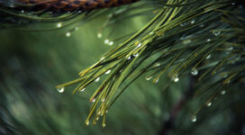 water drops on green pine 4k 1540136952 272x150 - Water Drops On Green Pine 4k - water wallpapers, photography wallpapers, nature wallpapers, macro wallpapers, hd-wallpapers, green wallpapers, drops wallpapers, 4k-wallpapers