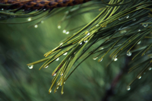 water drops on green pine 4k 1540136952 300x200 - Water Drops On Green Pine 4k - water wallpapers, photography wallpapers, nature wallpapers, macro wallpapers, hd-wallpapers, green wallpapers, drops wallpapers, 4k-wallpapers