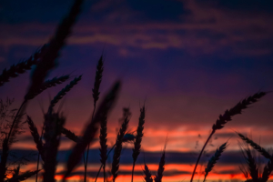 wheats during dawn in landscape photography 1540136543 300x200 - Wheats During Dawn In Landscape Photography - wheat wallpapers, photography wallpapers, nature wallpapers, landscape wallpapers, hd-wallpapers, dusk wallpapers, dawn wallpapers, 5k wallpapers, 4k-wallpapers
